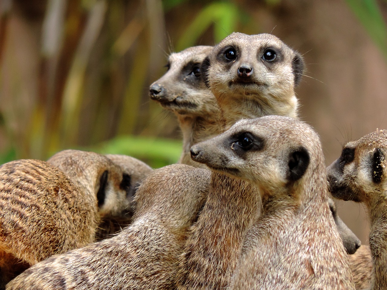 meerkat mongoose suricata free photo