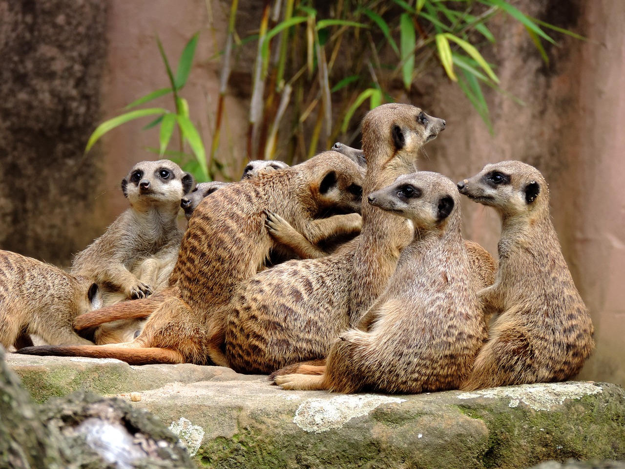 meerkat mongoose suricata free photo