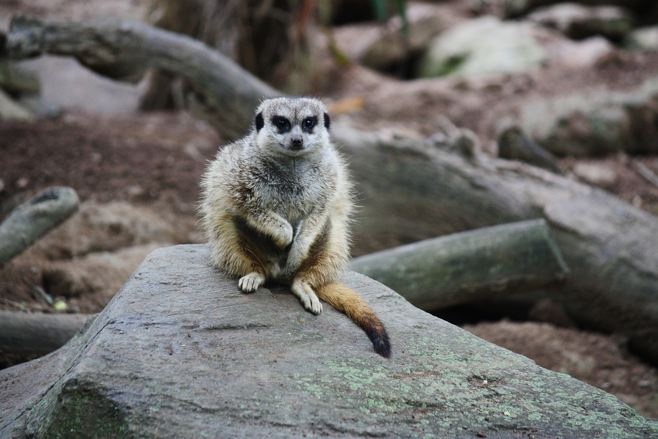 meerkat mongoose suricate free photo