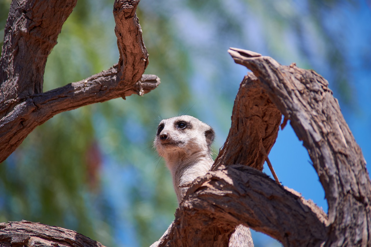 meerkat watch guard free photo