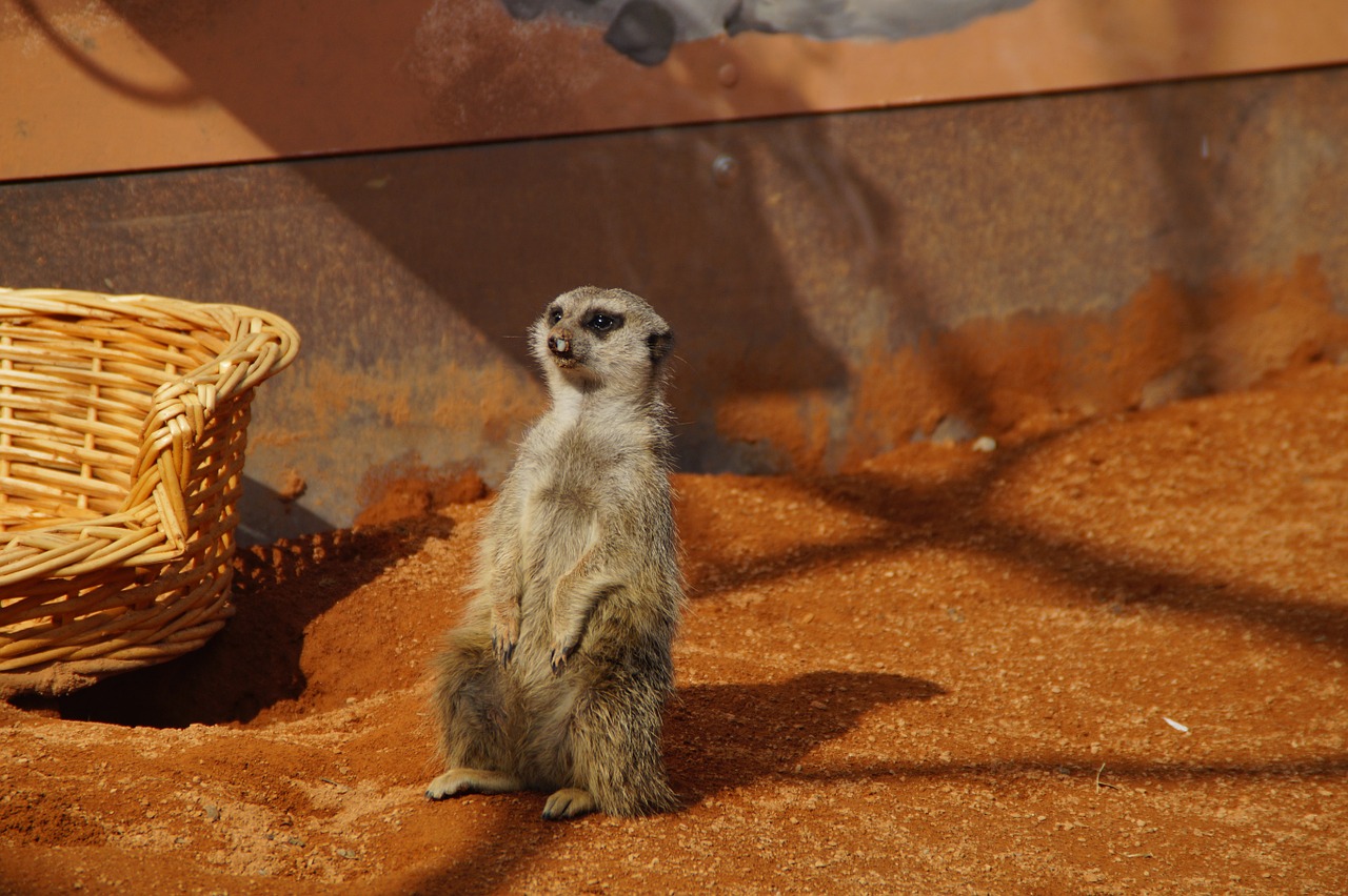 meerkat zoo enclosure free photo