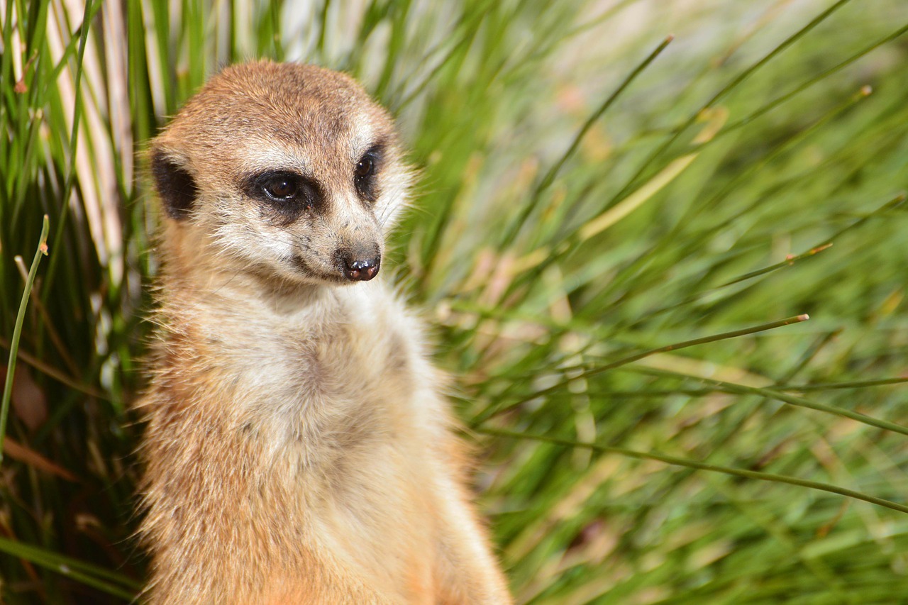 meerkat zoo canberra free photo
