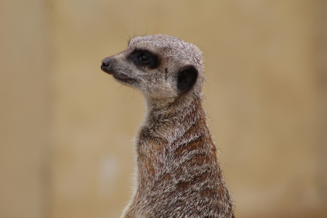 meerkat animal zoo free photo