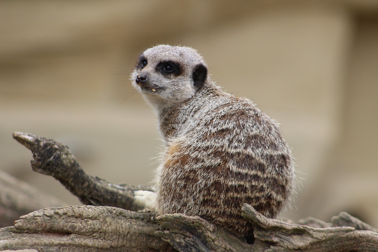 meerkat animal zoo free photo