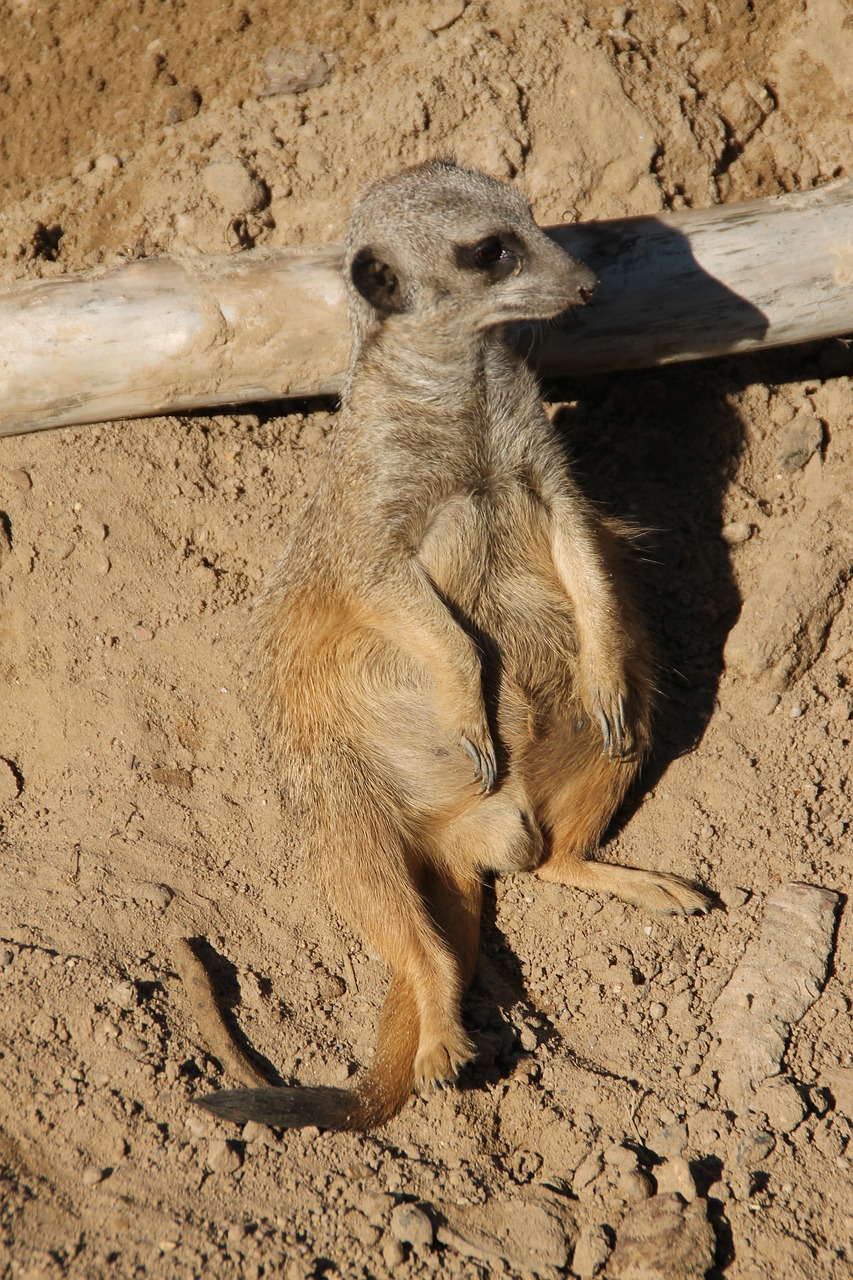 meerkat zoo chill out free photo