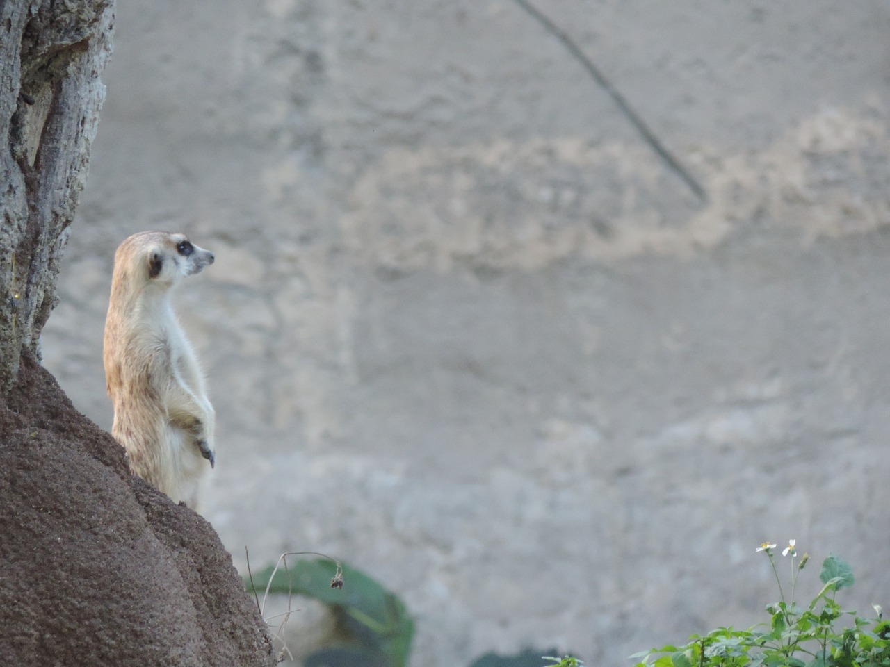 meerkat watching animal world free photo