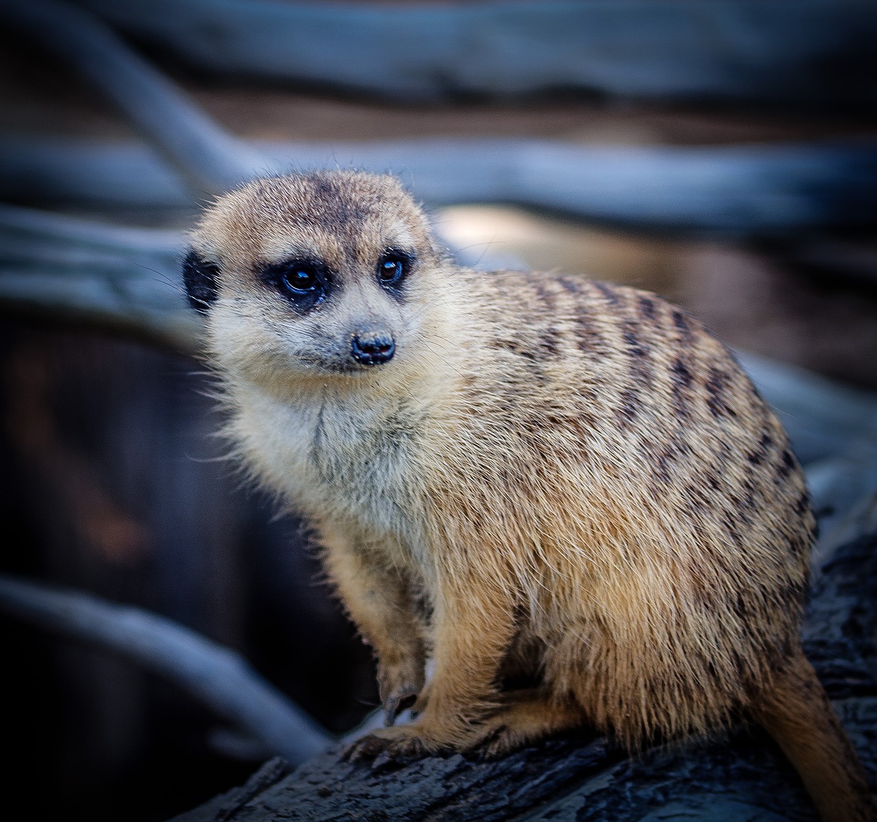 meerkat striped mongoose suricate free photo