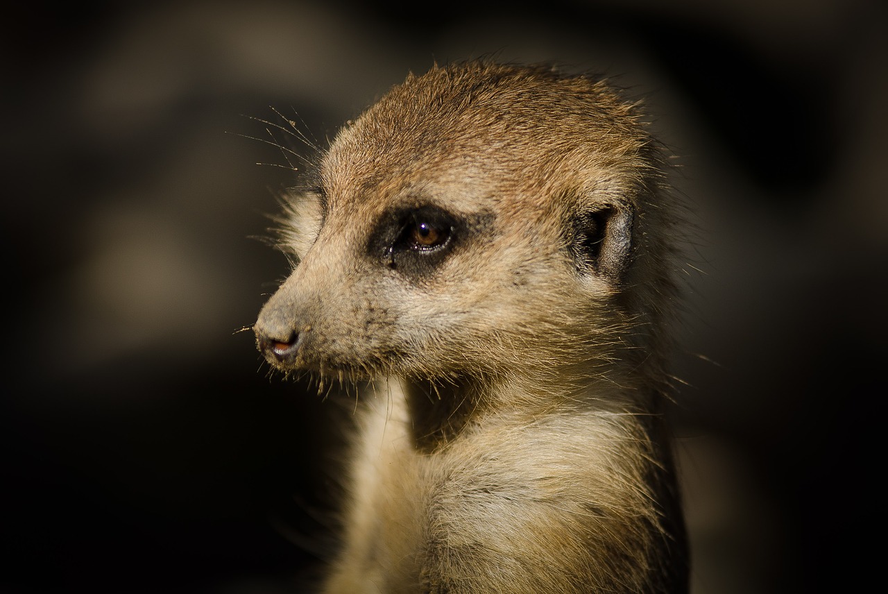 meerkat suricate lookout free photo