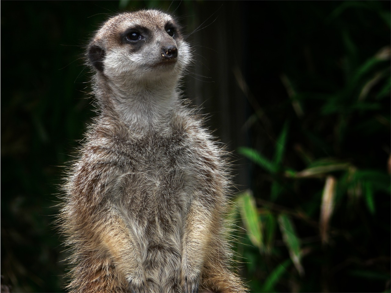 meerkat mammal predator free photo