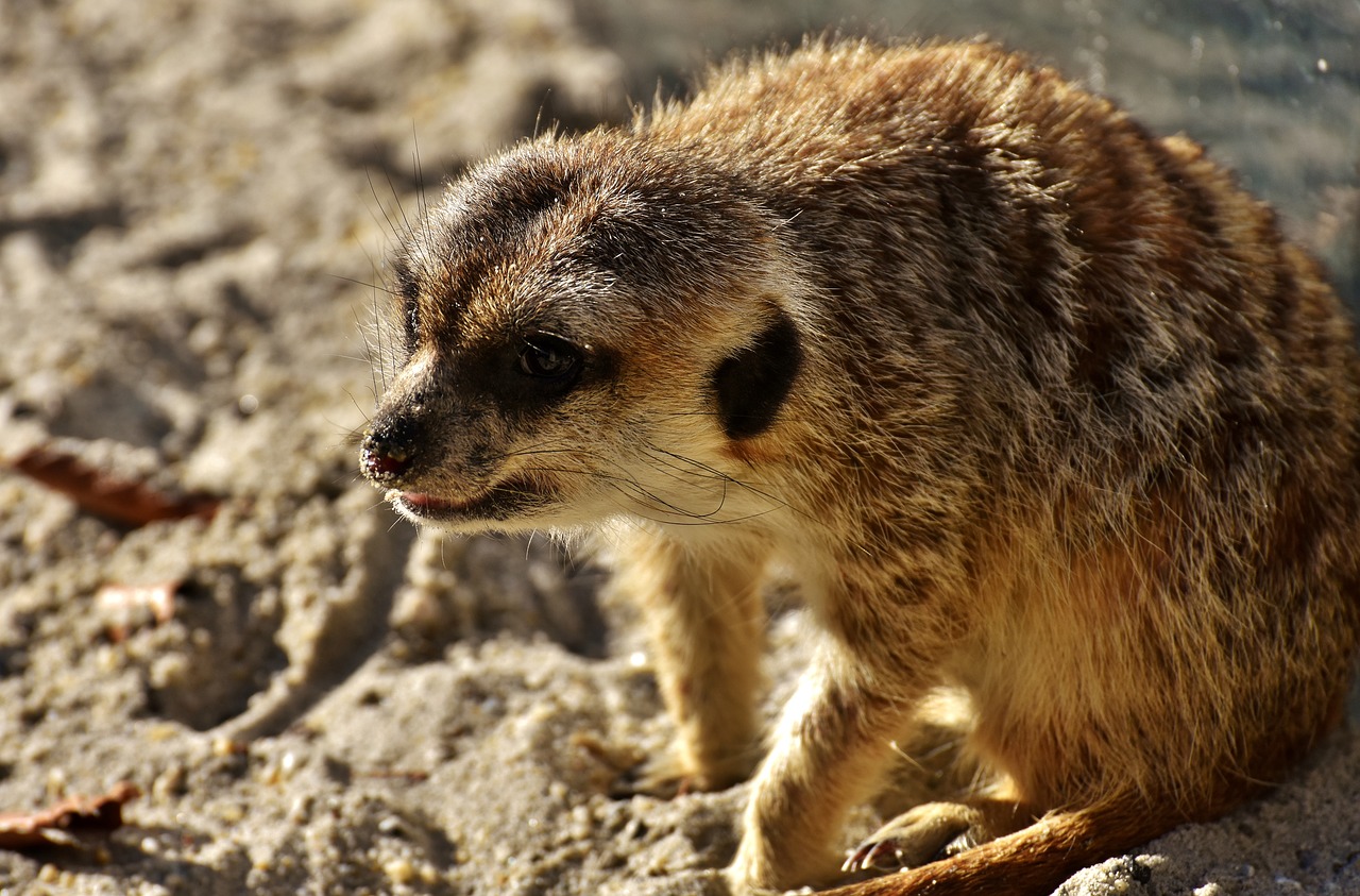 meerkat cute curious free photo