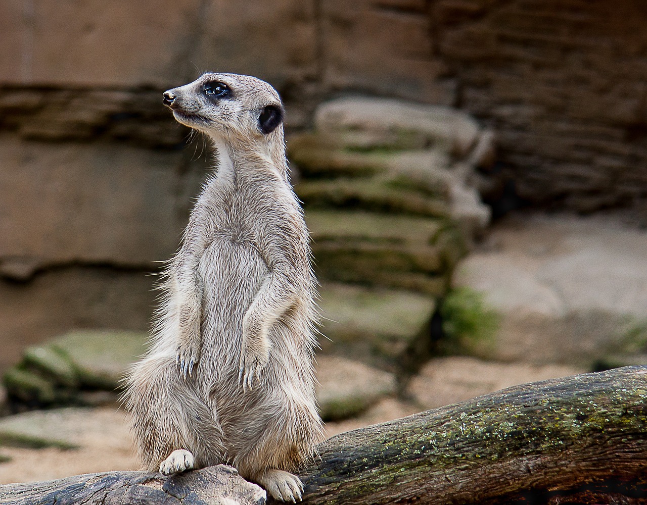 meerkat animal zoo free photo