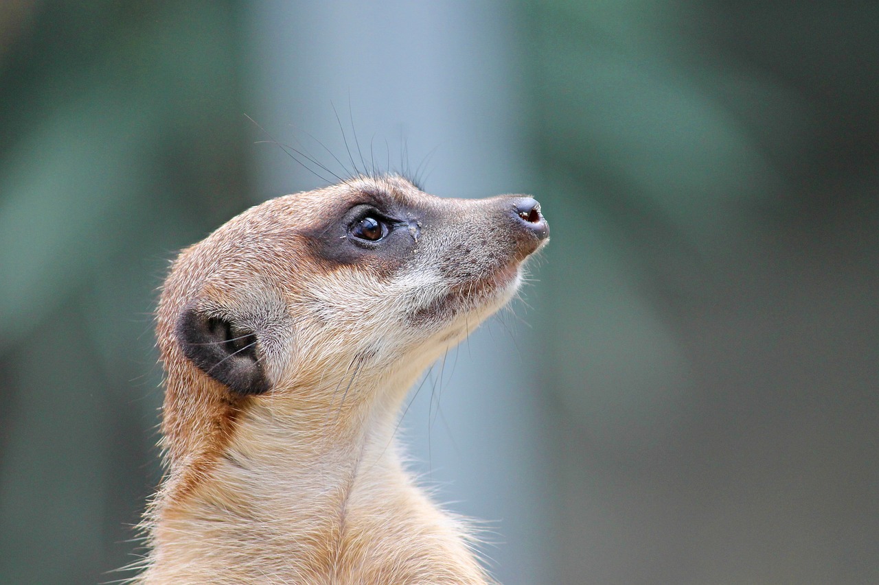 meerkat mongoose scharrtier free photo