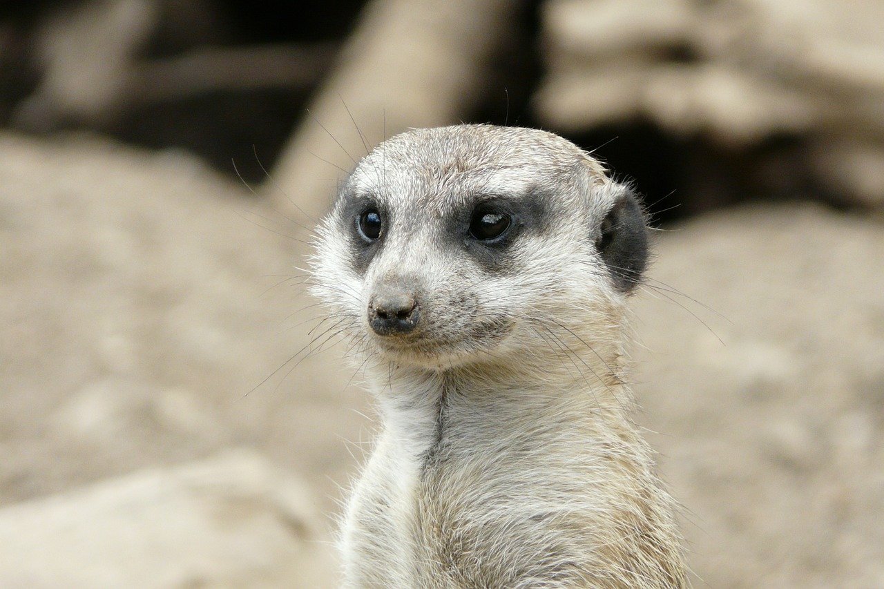 meerkat zoo animal free photo