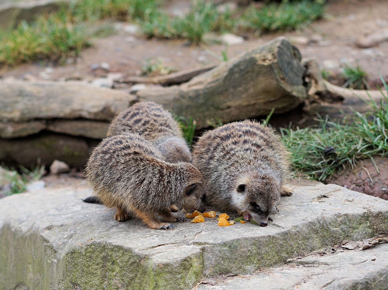 meerkat animal fur free photo