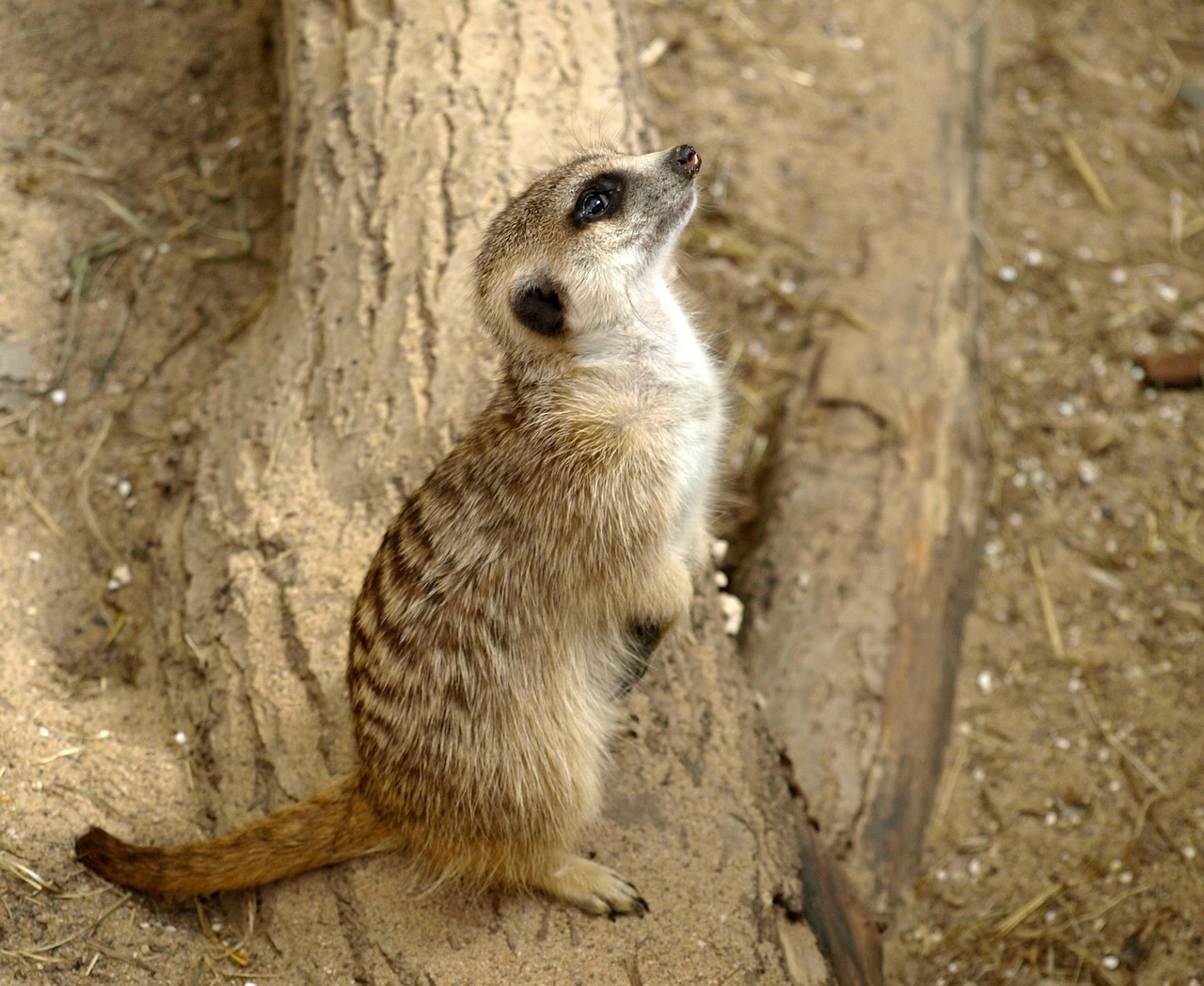 meerkat animal nature free photo