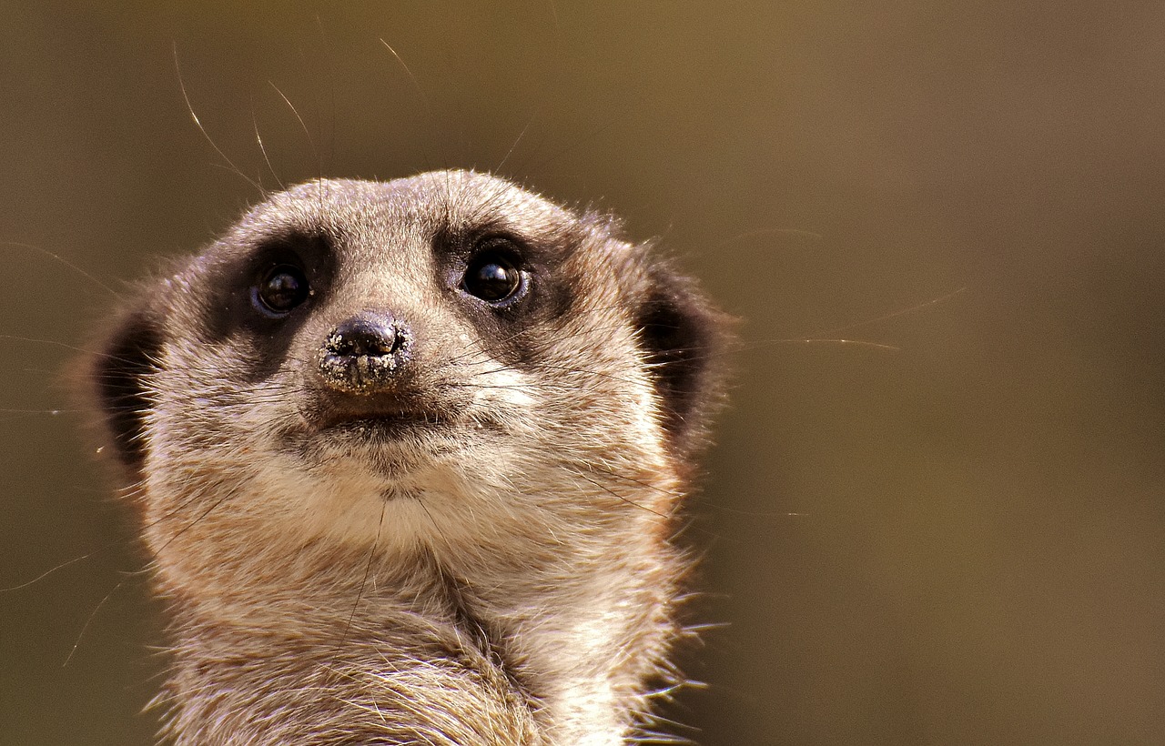 meerkat  animal  nature free photo