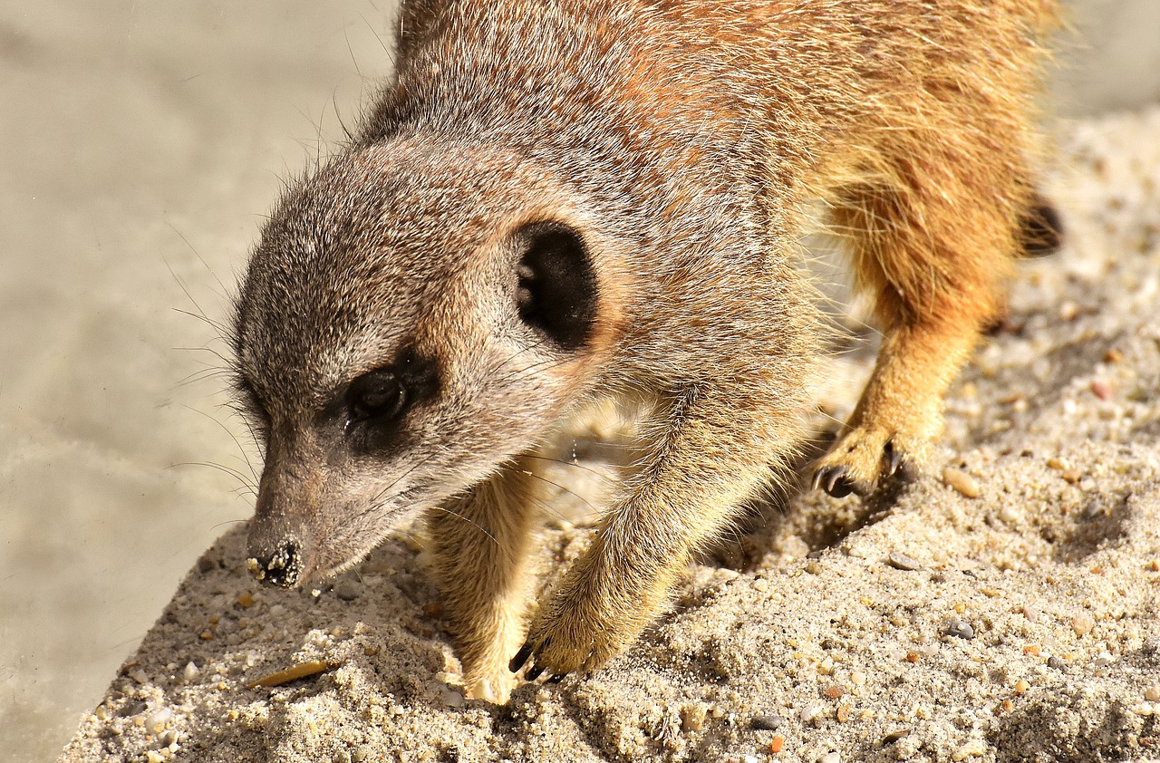 meerkat  animal  nature free photo