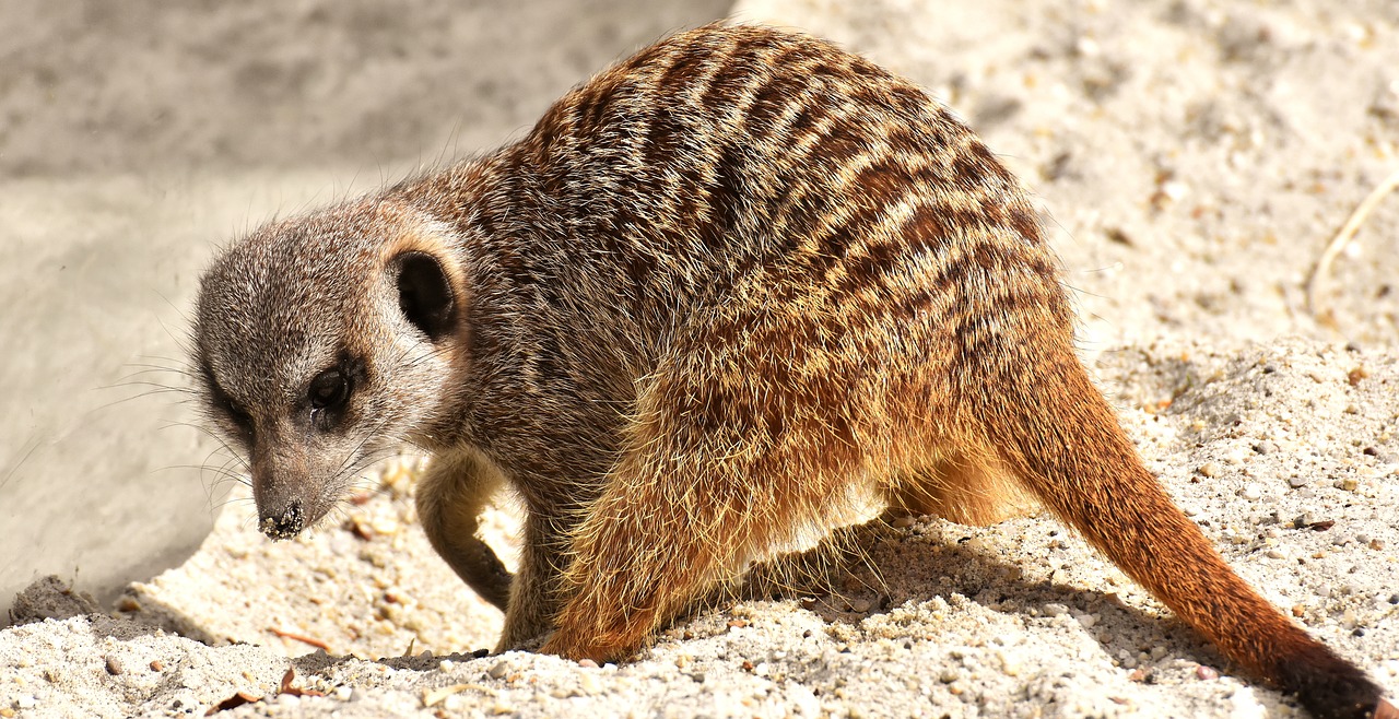 meerkat  animal  nature free photo