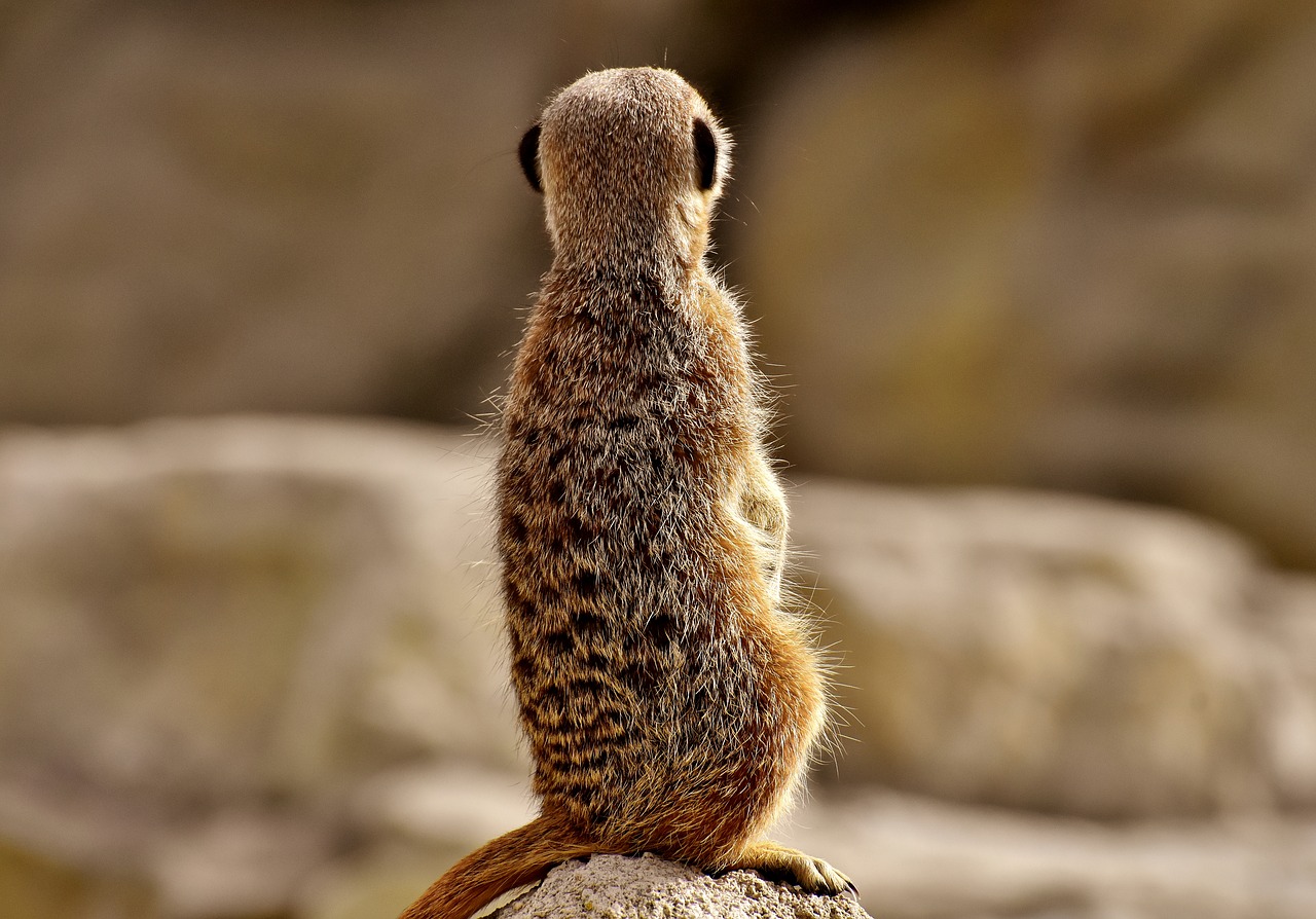 meerkat  animal  nature free photo