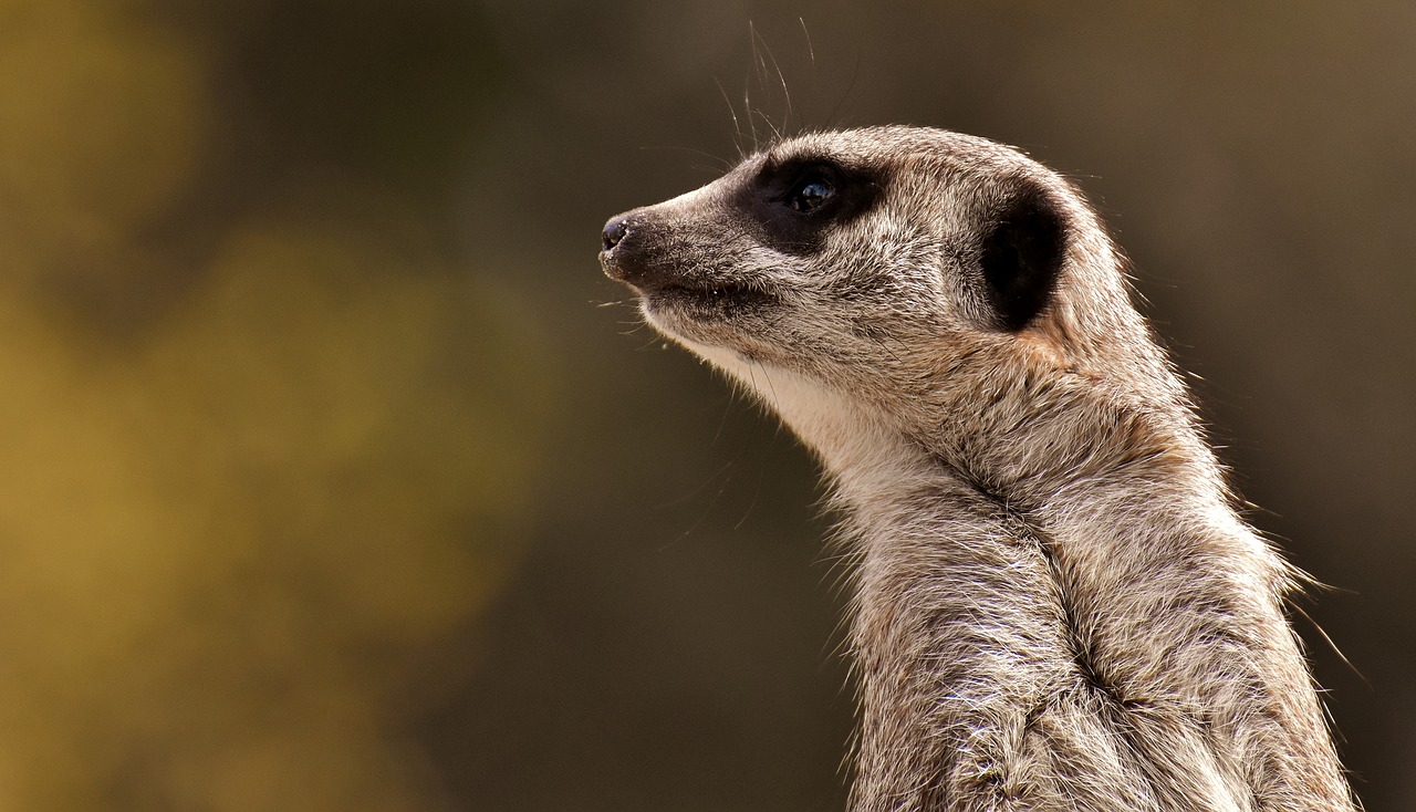 meerkat  animal  nature free photo