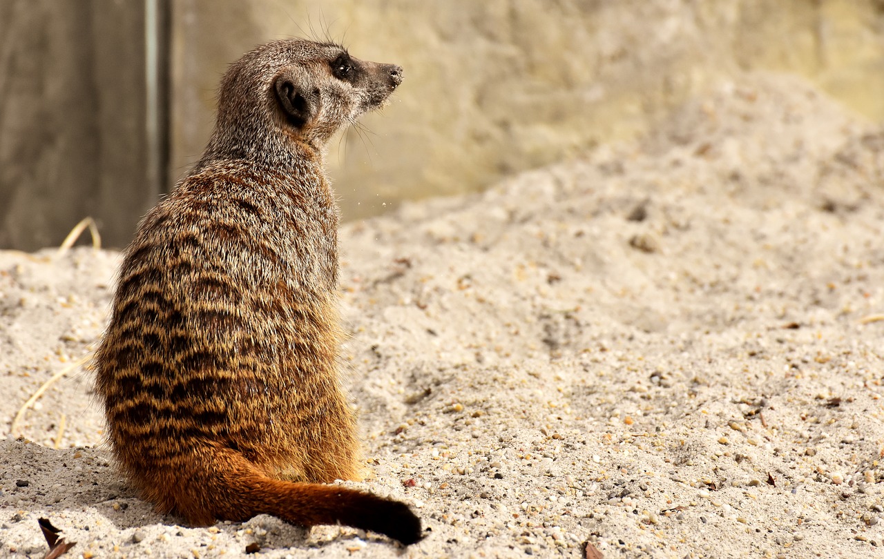 meerkat  animal  nature free photo