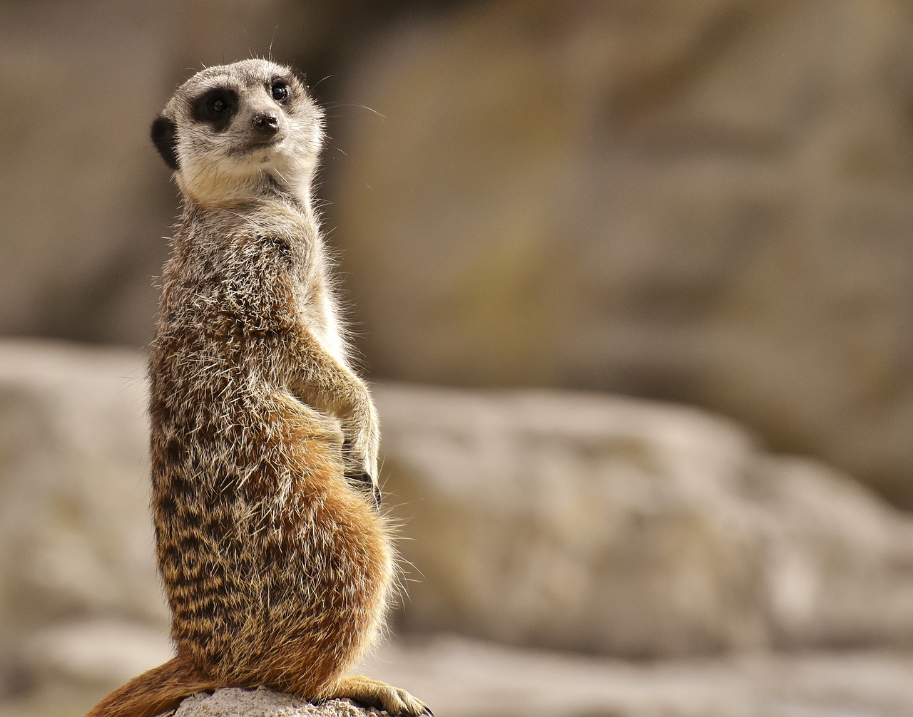 meerkat  animal  nature free photo