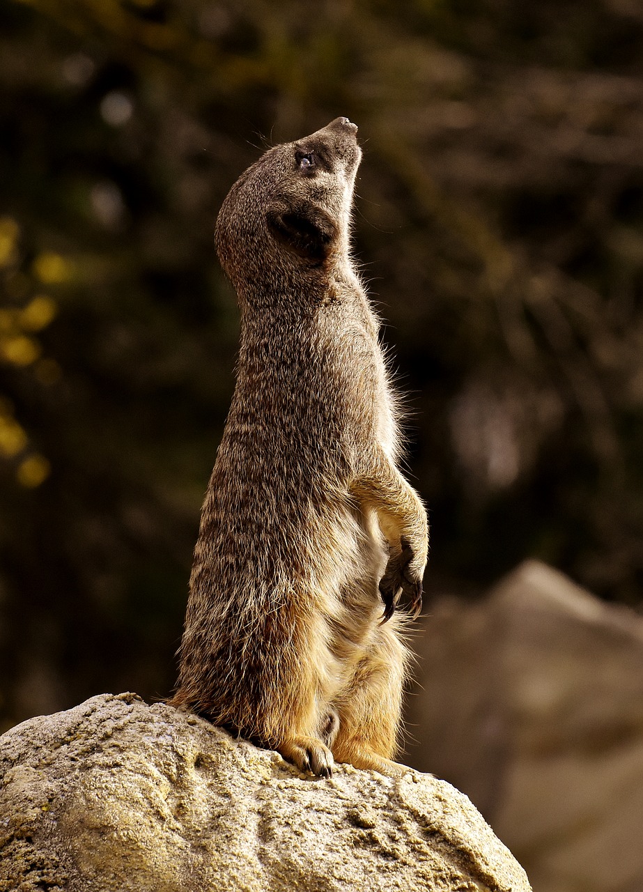 meerkat  animal  nature free photo