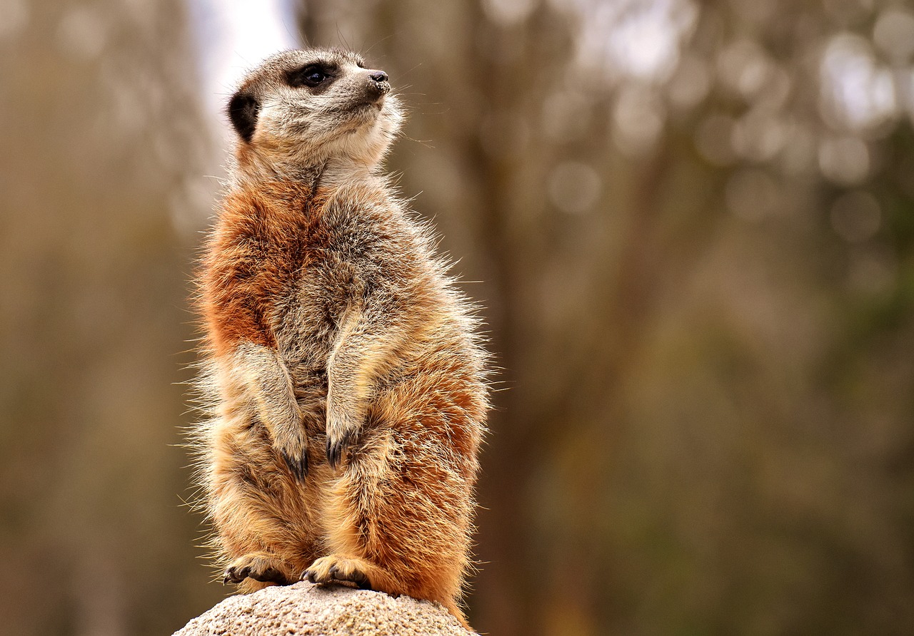 meerkat  animal  nature free photo