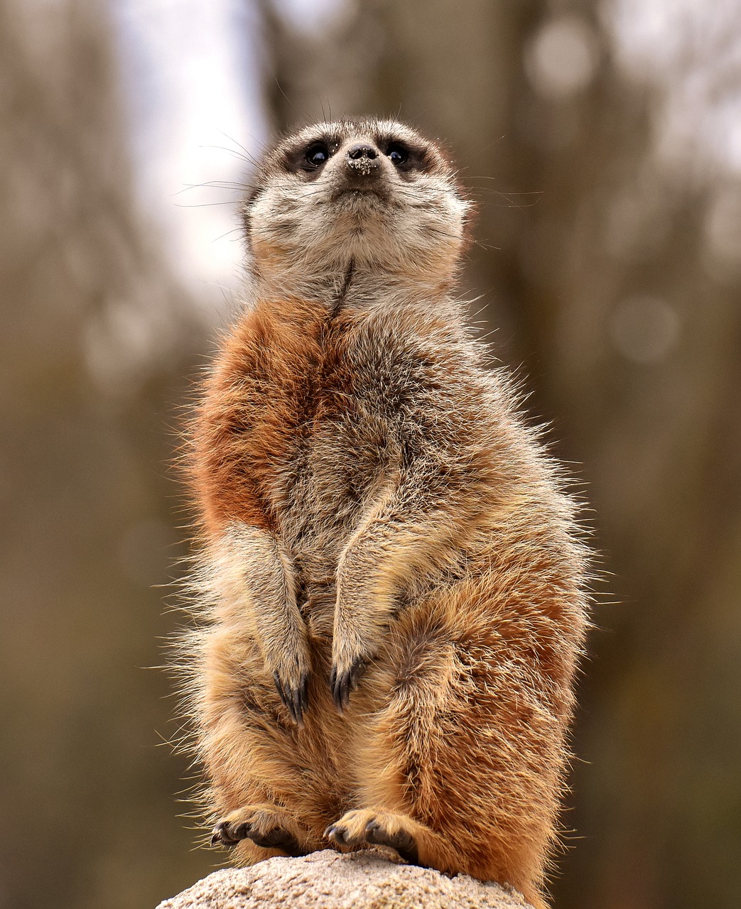 meerkat  animal  tiergarten free photo