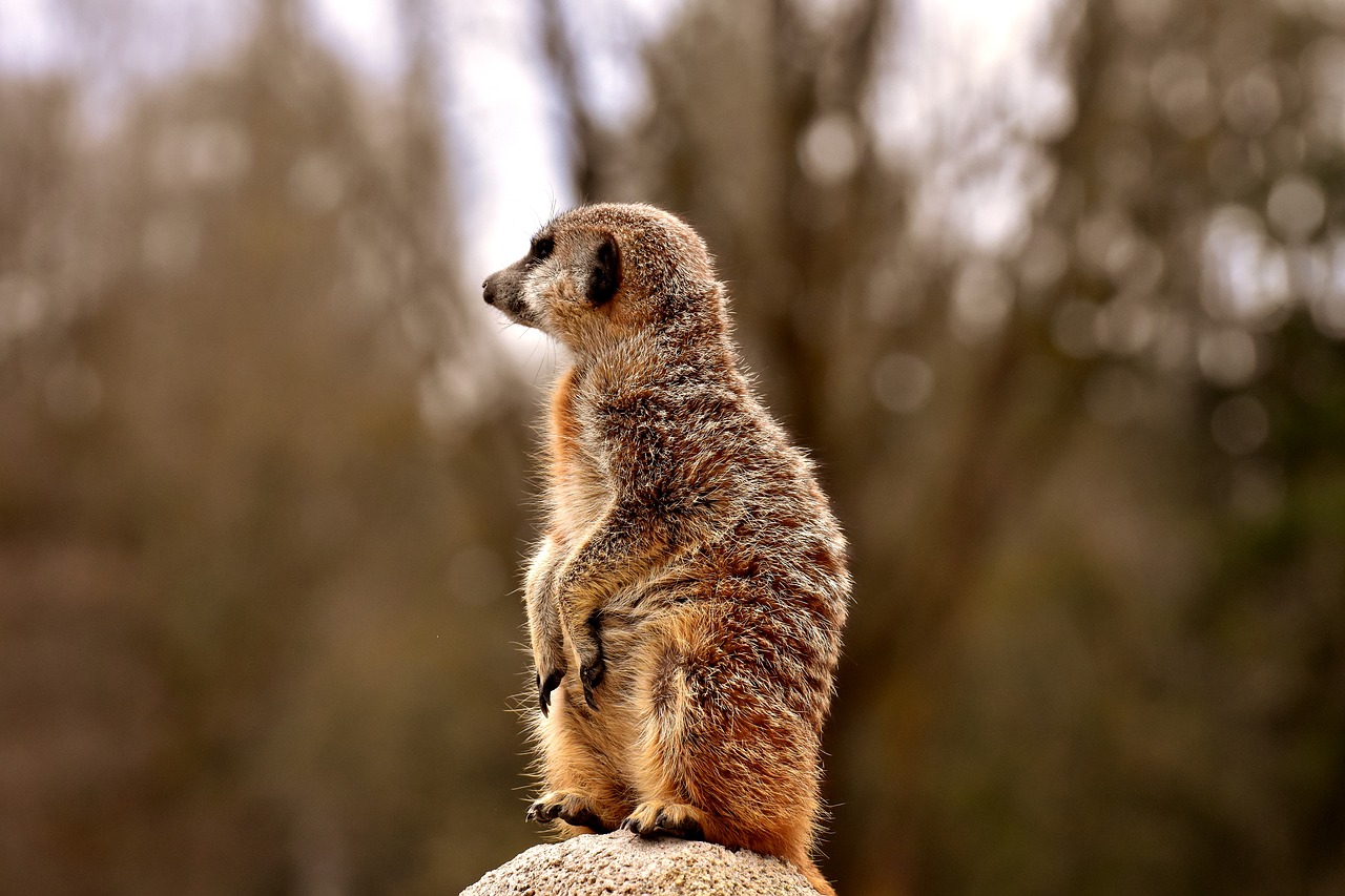 meerkat  animal  nature free photo