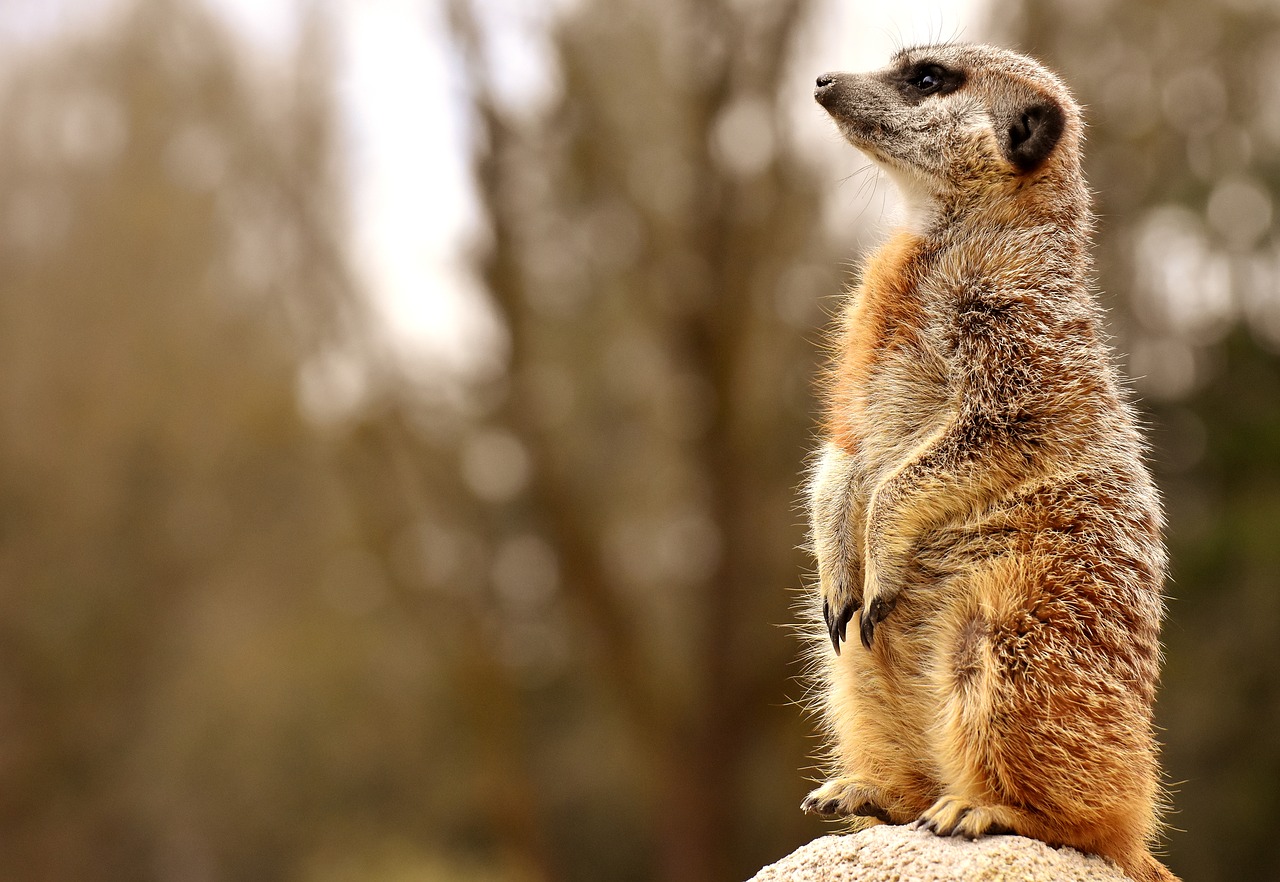 meerkat  animal  nature free photo