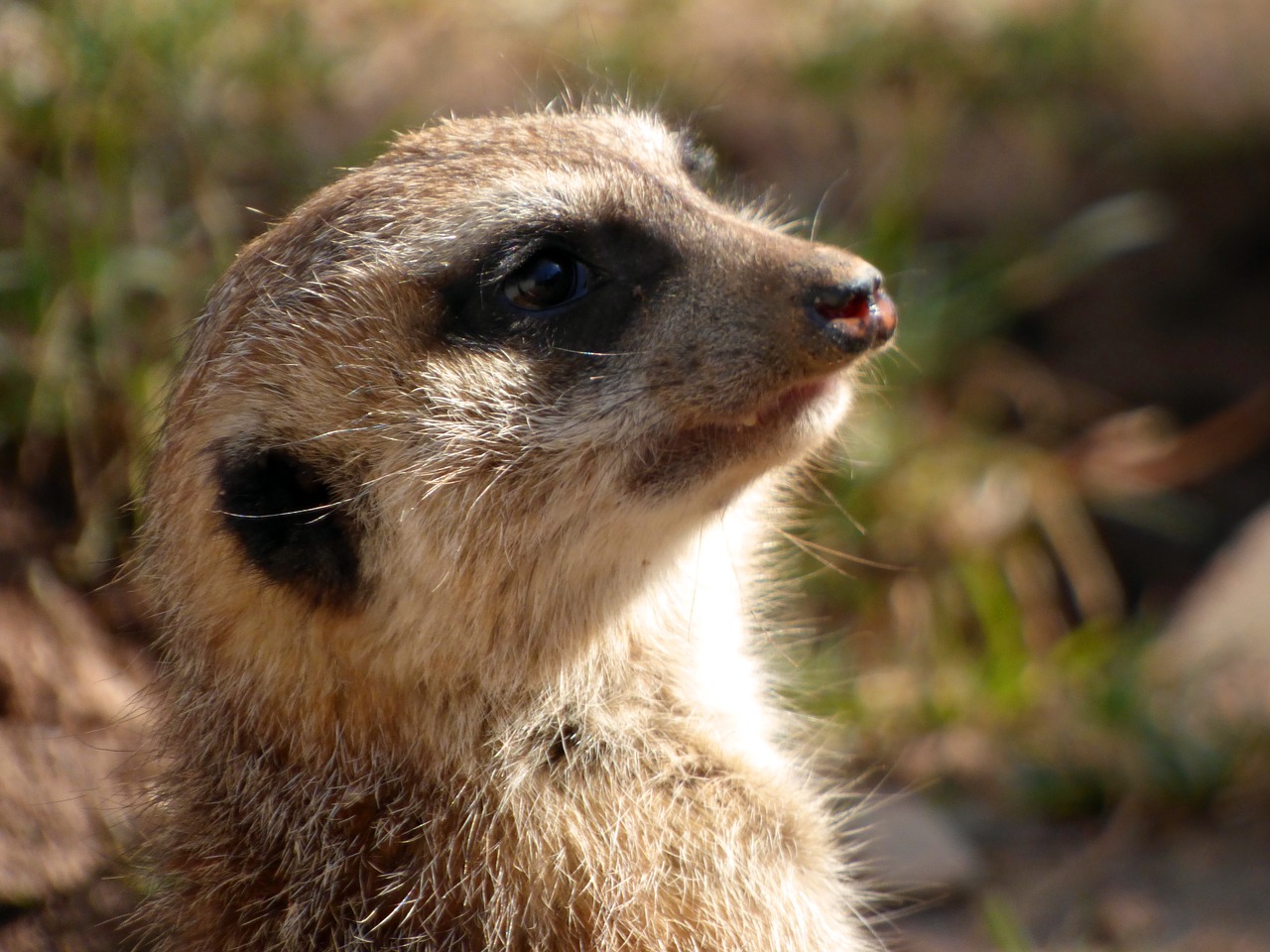 meerkat  animals  wild animal free photo