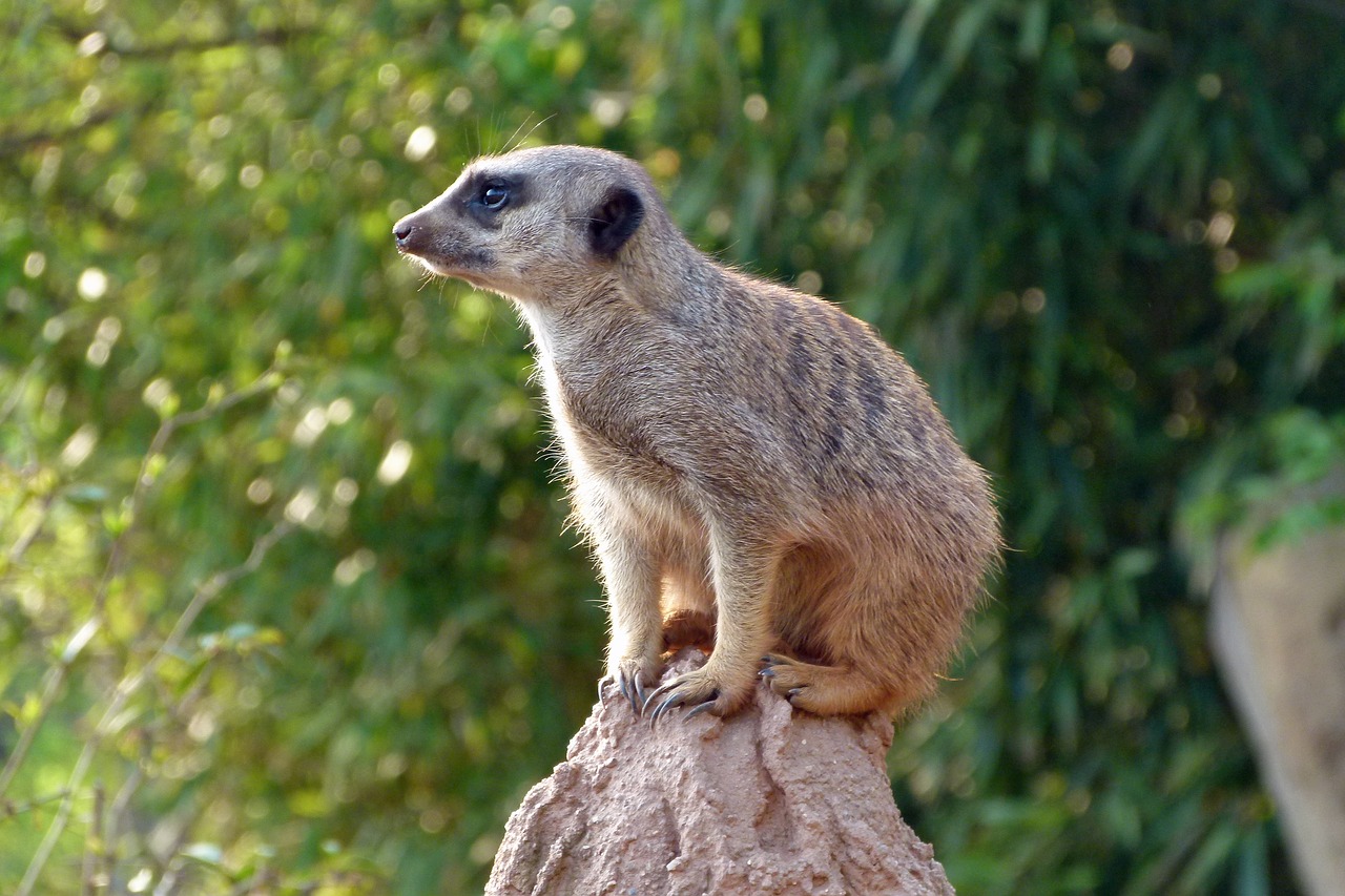 meerkat  zoo  animal free photo