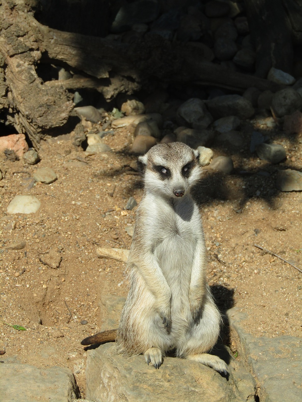 meerkat  zoo  mammal free photo