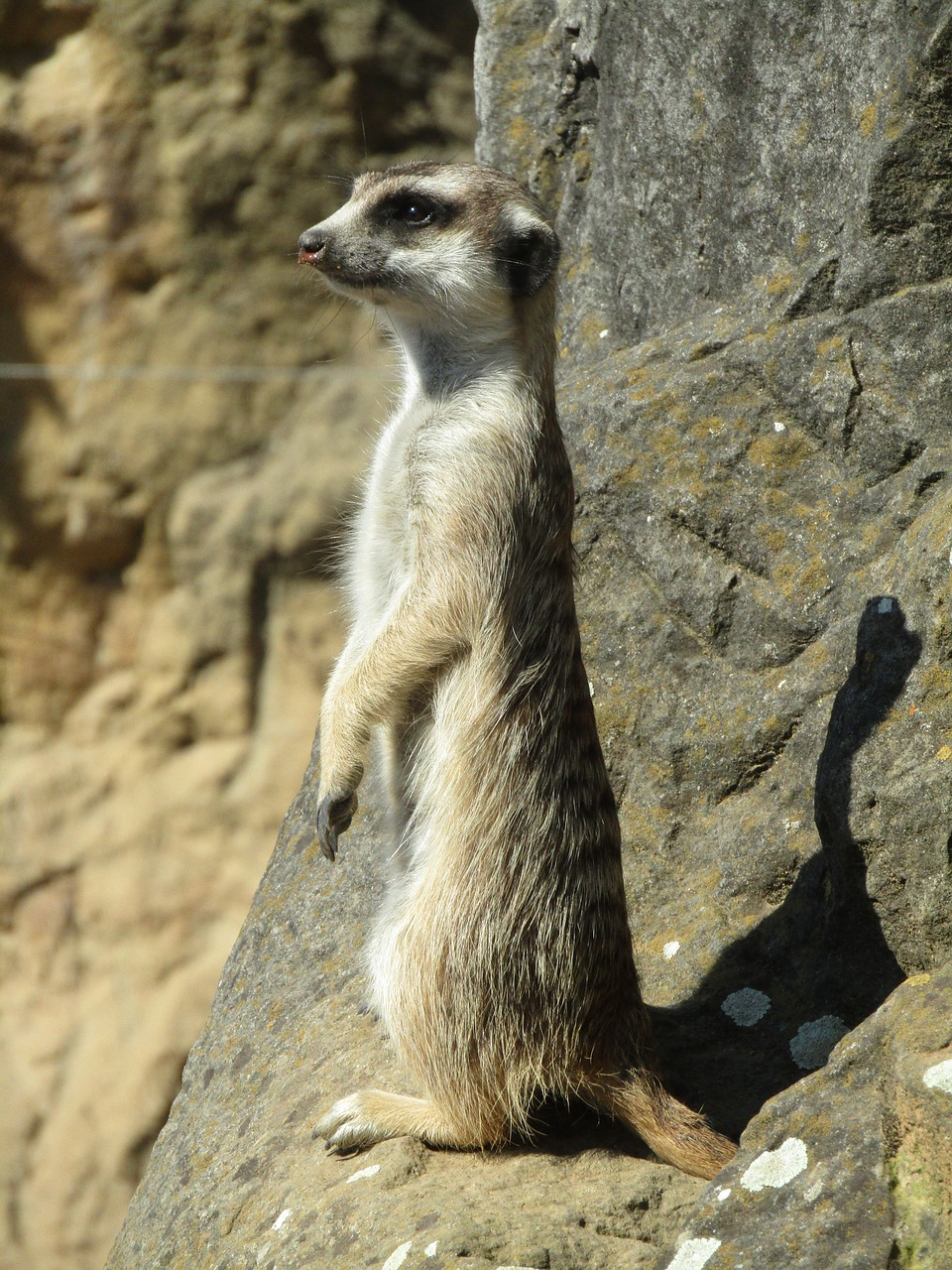 meerkat  mammal  zoo free photo