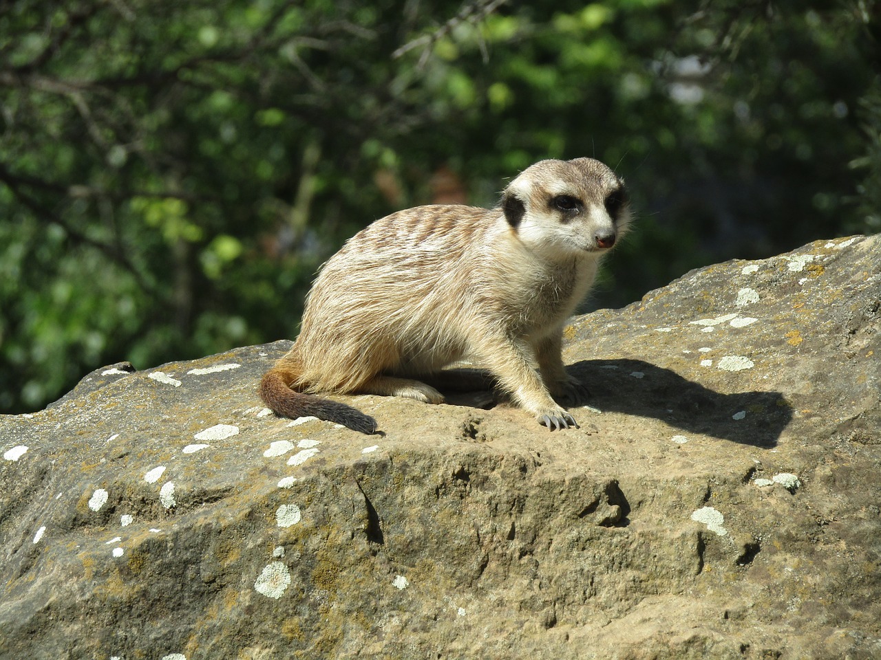 meerkat  zoo  mammal free photo