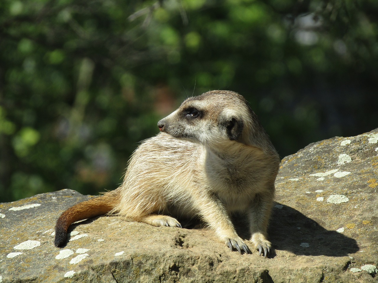 meerkat  zoo  mammal free photo