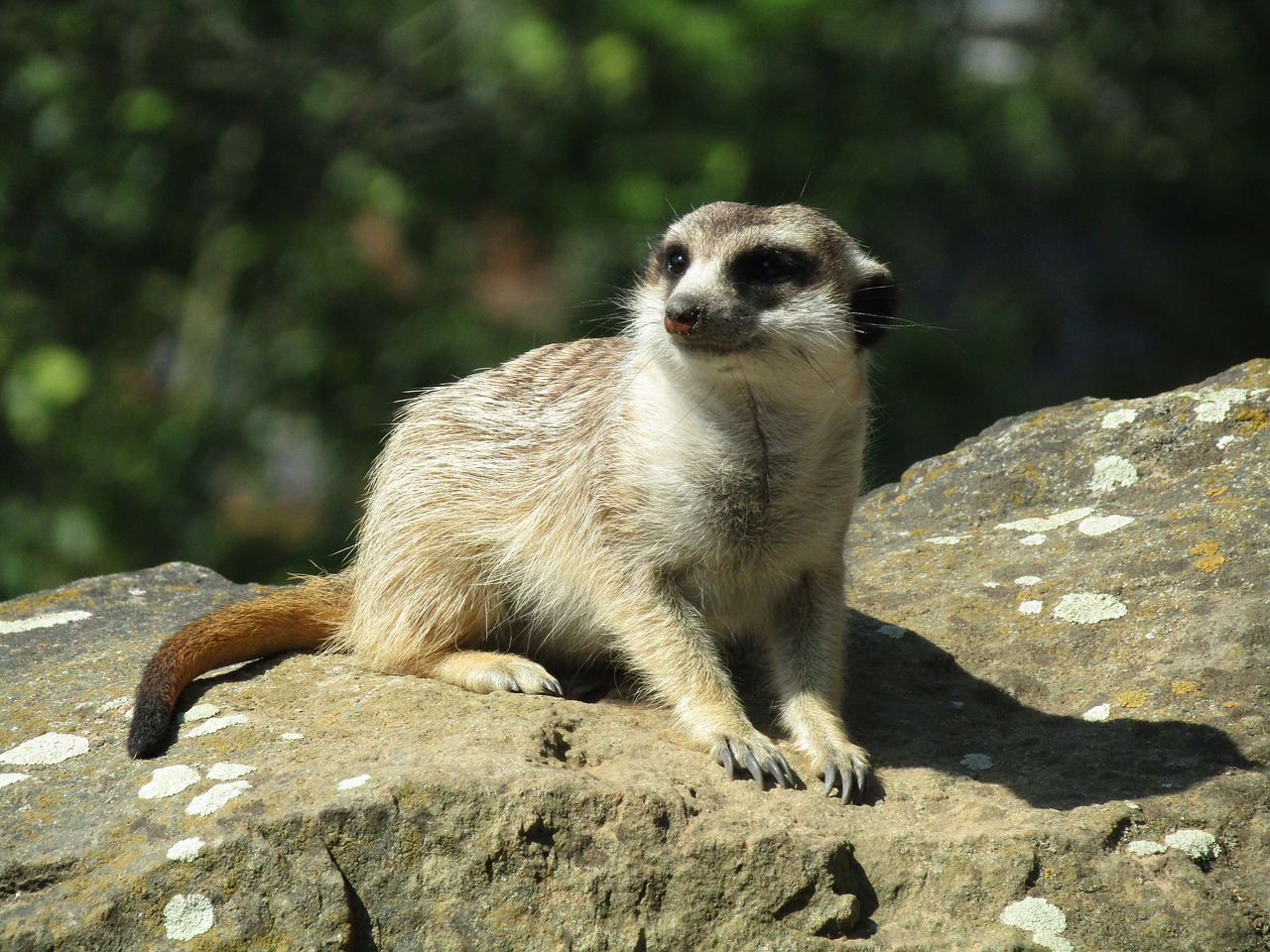 meerkat  zoo  mammal free photo