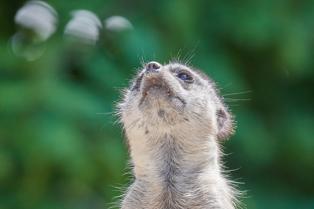 meerkat  guard  mammal free photo