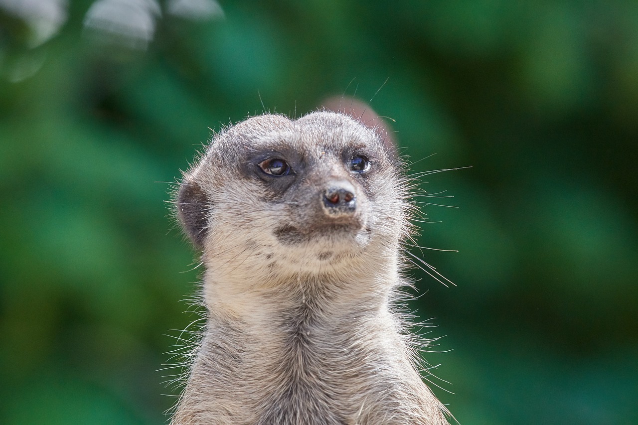 meerkat  guard  mammal free photo