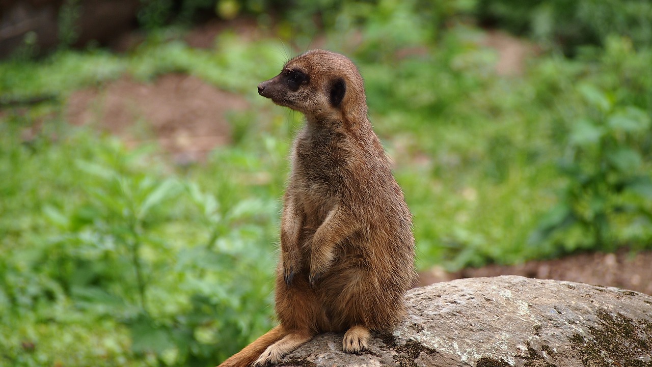 meerkat  zoo  animals free photo