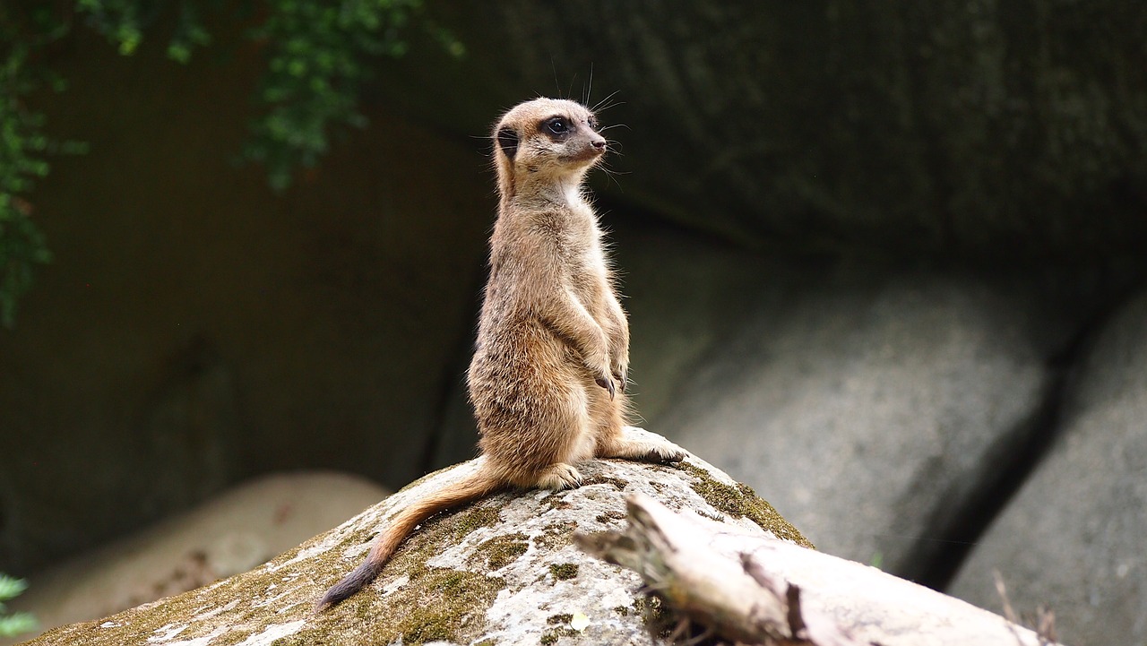 meerkat  zoo  animals free photo