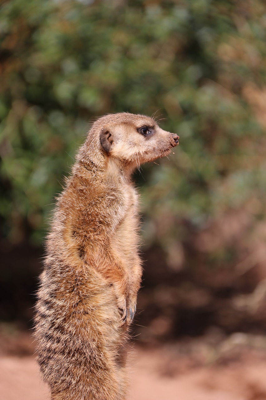 meerkat  cute  curious free photo