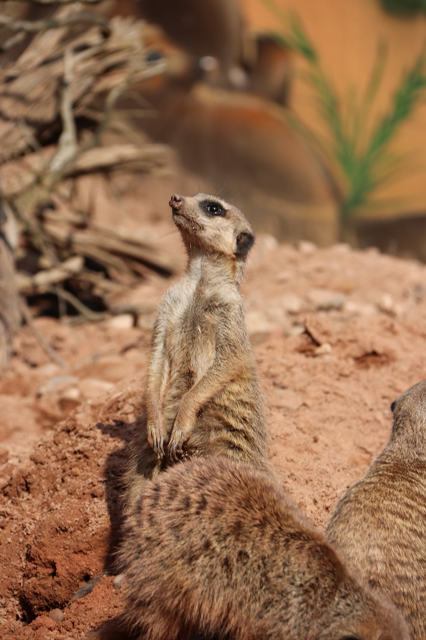 meerkat  curious  zoo free photo