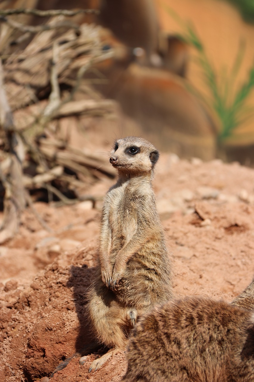 meerkat  curious  zoo free photo