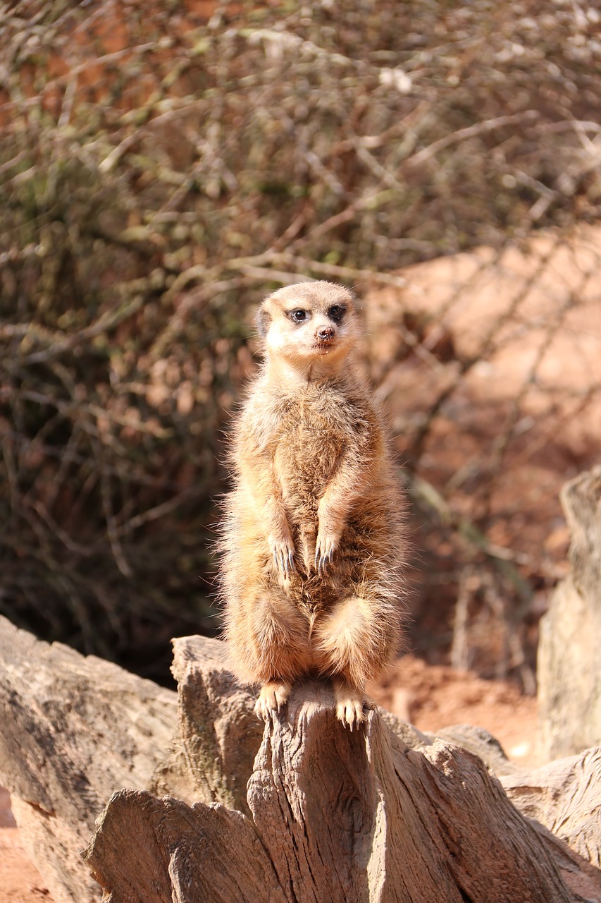 meerkat  curious  zoo free photo