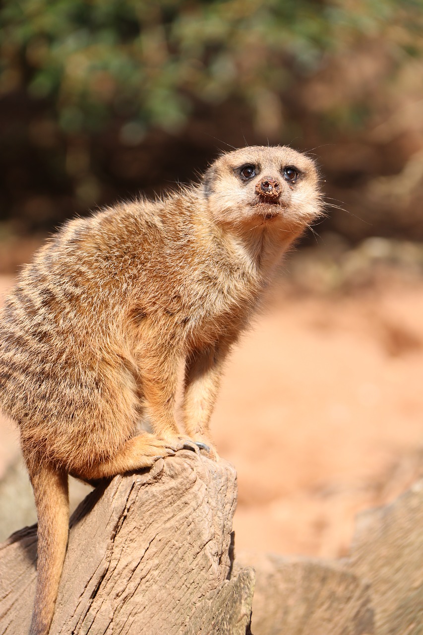 meerkat  curious  zoo free photo