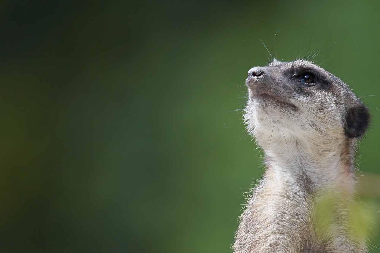 meerkat  watch  guard free photo