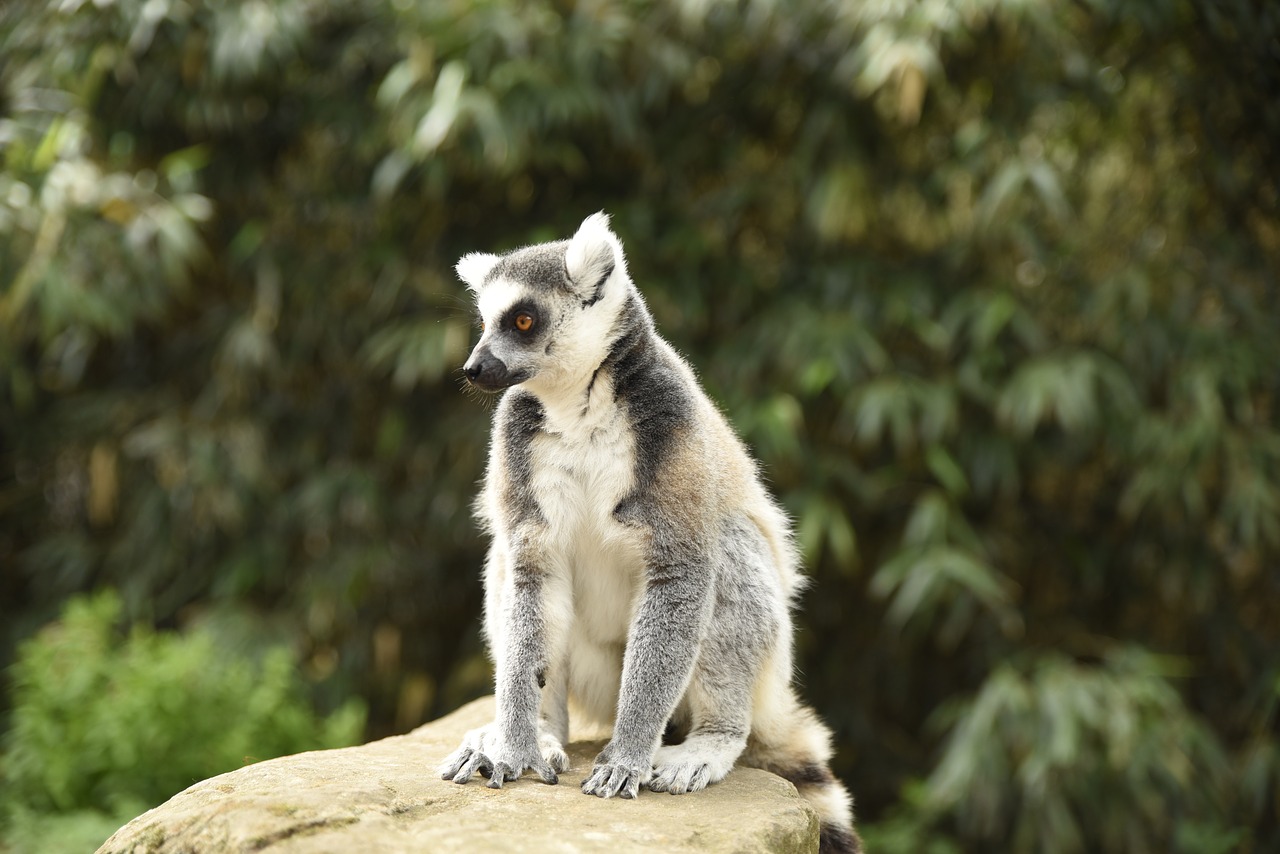 meerkat  monkey  zoo free photo