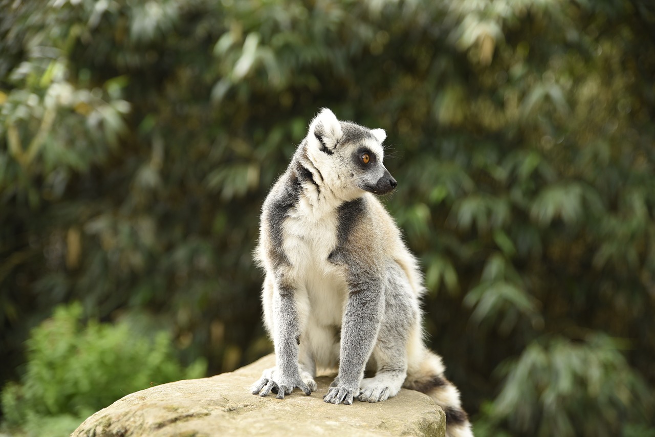 meerkat  monkey  zoo free photo